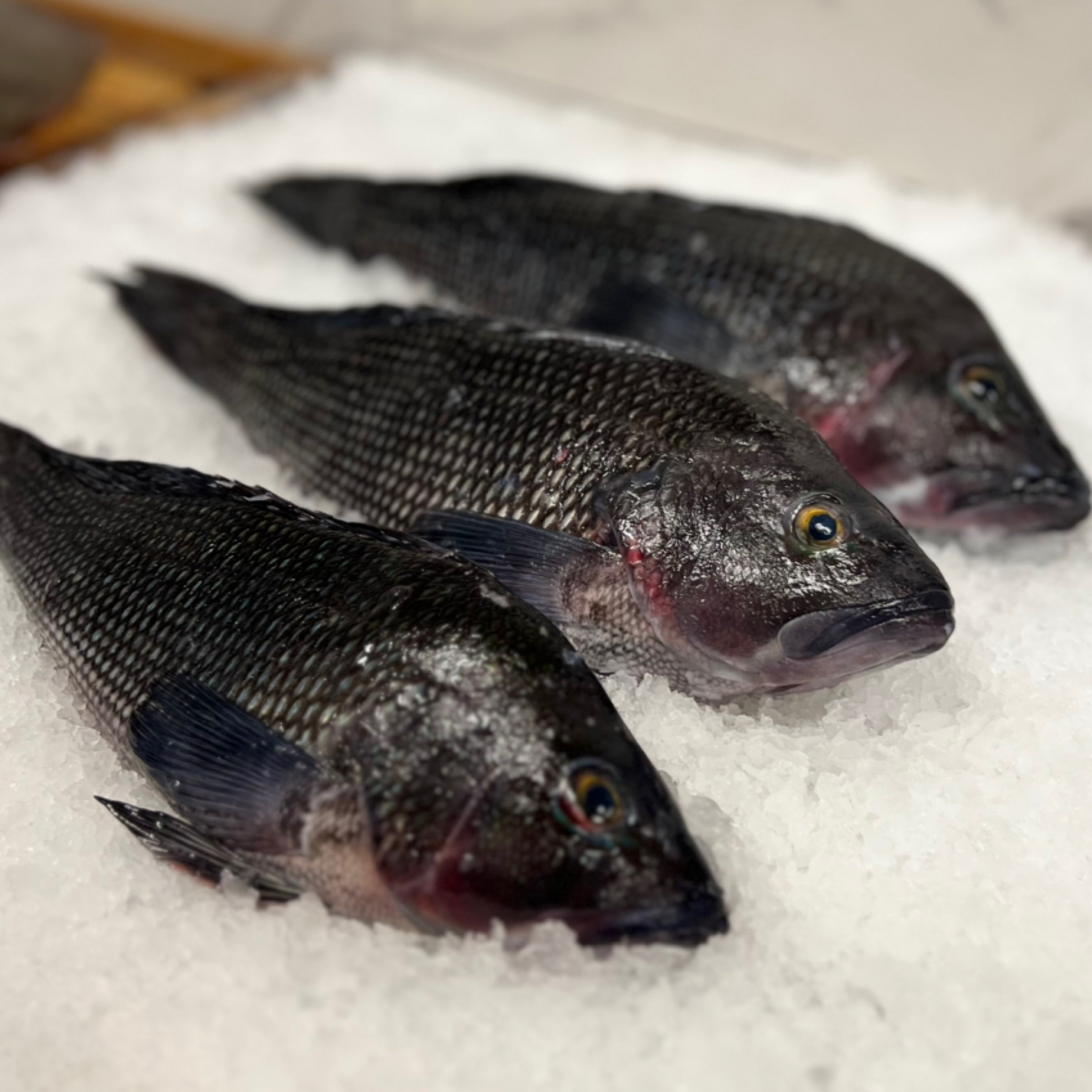 Whiting Fillet (Frozen) | George's Seafood Whiting Fillet (Frozen) | George's Seafood